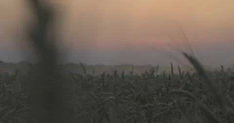 Wheat field at the sunset Stock Footage 109318960