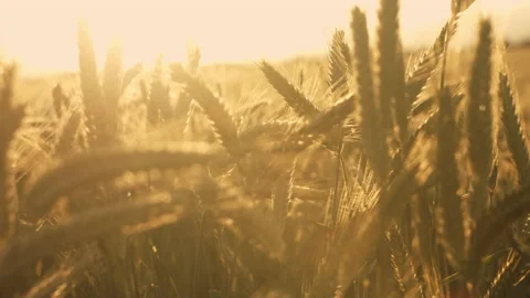 Wheat field at sunset Stock Footage 134642064