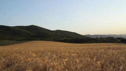 Wheat field at sunset Stock Footage 155958383