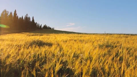 Wheat field on sunset Stock Footage 160408618