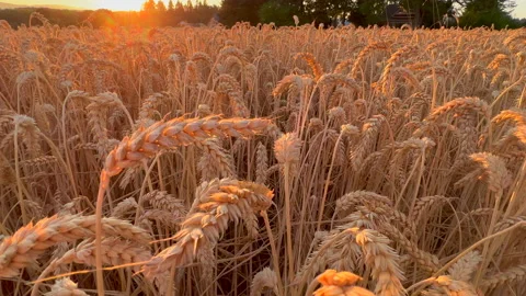 Wheat field at sunset Stock Footage 205533023