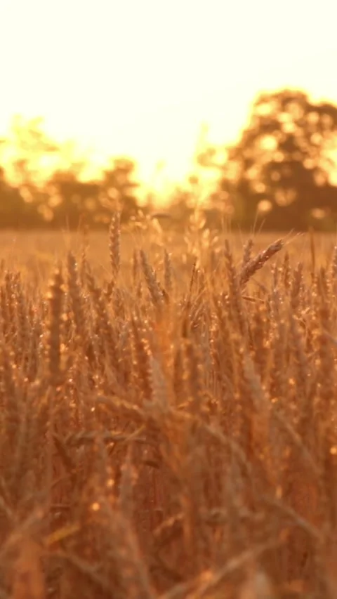 Wheat field at sunset Stock Footage 245607465