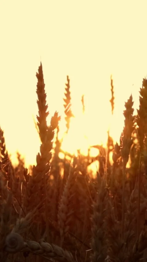 Wheat field at sunset Stock Footage 245607501