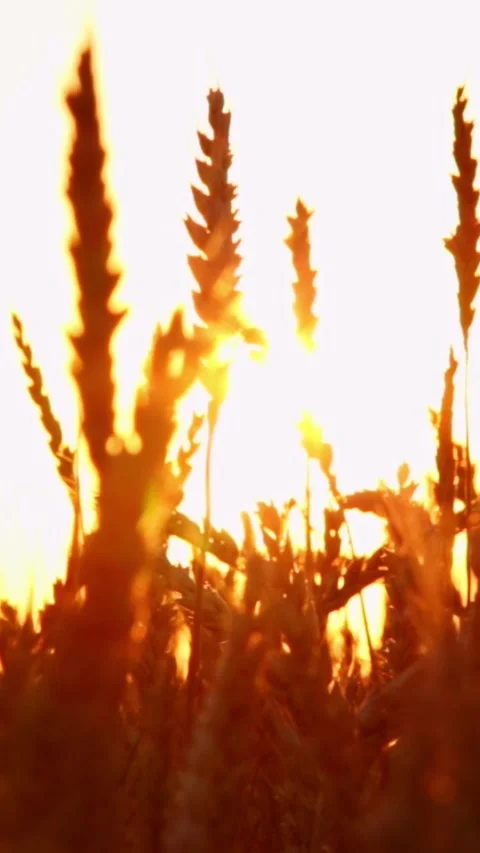 Wheat field at sunset Stock Footage 245607512