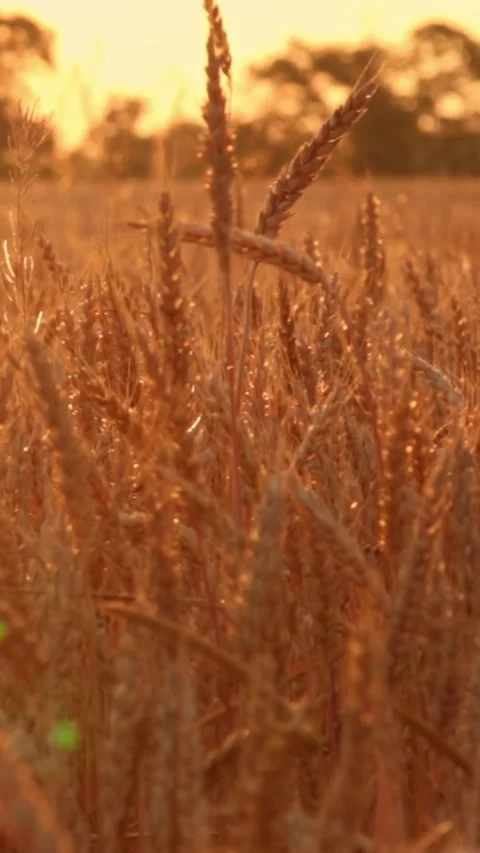 Wheat field at sunset 스톡 동영상 245607682