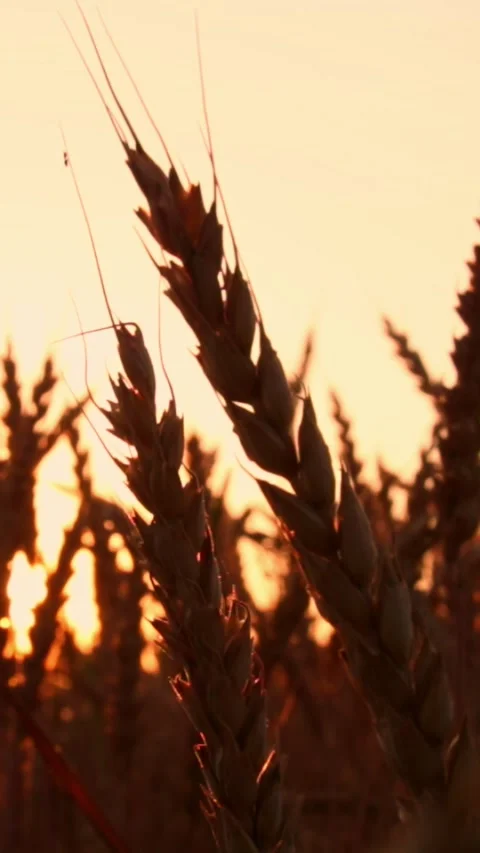 Wheat field at sunset Stock Footage 245607691