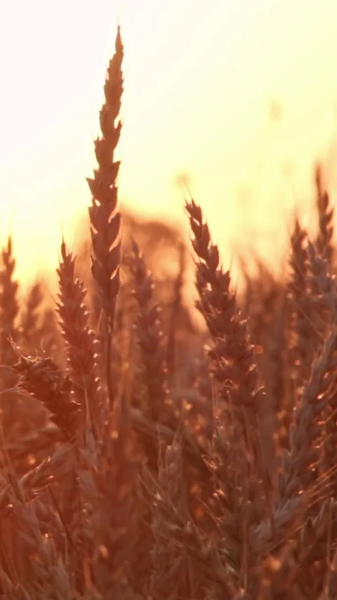 Wheat field at sunset Stock Footage 245607692