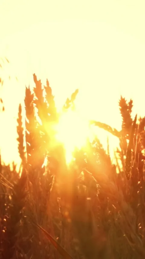 Wheat field at sunset Stock Footage 245607734