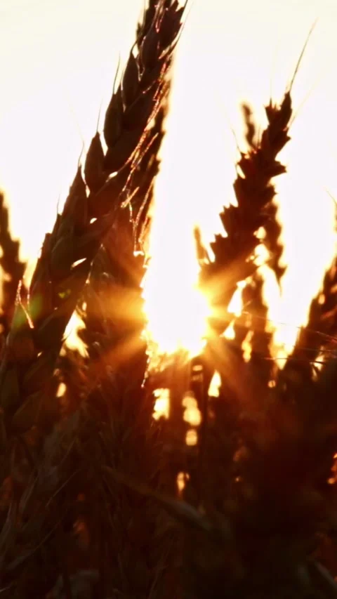 Wheat field at sunset 스톡 동영상 245607764