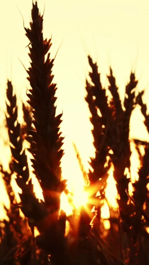 Wheat field at sunset Stock Footage 245607772