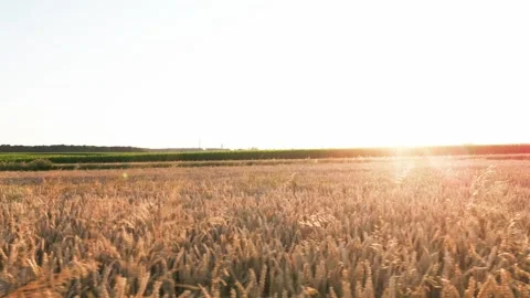Wheat field at sunset Stock Footage 247336571