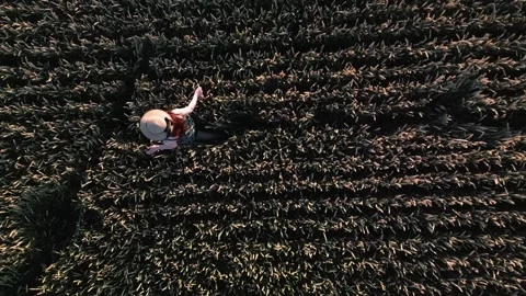 Wheat field at sunset Stock Footage 247337944