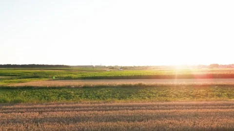 Wheat field at sunset Stock Footage 247338731