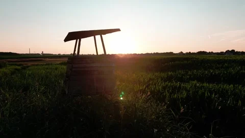 Wheat field at sunset Stock Footage 247360657