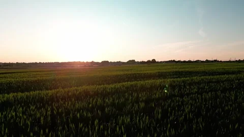 Wheat field at sunset Stock Footage 247360883