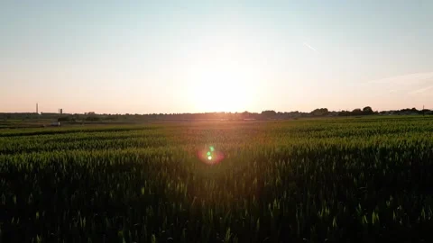 Wheat field at sunset Stock Footage 247360988
