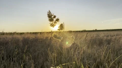 Wheat field at sunset Stock Footage 247363012