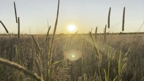 Wheat field at sunset Stock Footage 247363095