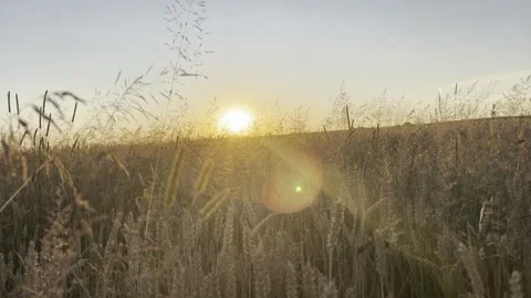 Wheat field at sunset Stock Footage 247367480