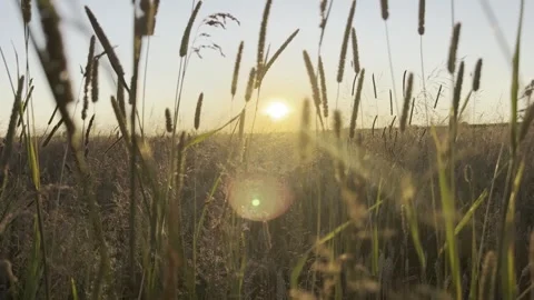 Wheat field at sunset Stock Footage 247367485