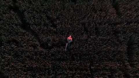 Wheat field at sunset Stock Footage 247367487