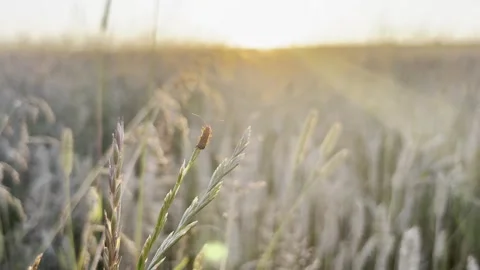 Wheat field at sunset Stock Footage 247367700