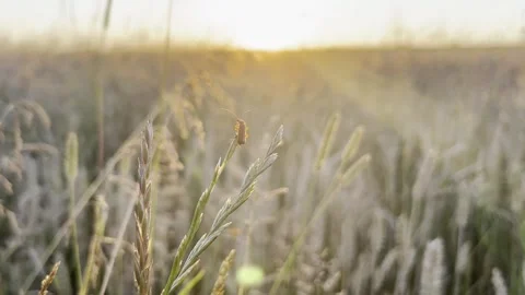 Wheat field at sunset Stock Footage 247367729