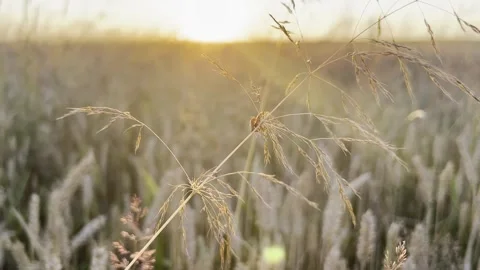 Wheat field at sunset Stock Footage 247367753