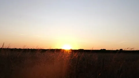 Wheat field at sunset Stock Footage 247389862