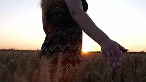 Wheat field at sunset Stock Footage 247390022