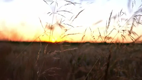 Wheat field at sunset Stock Footage 247390659