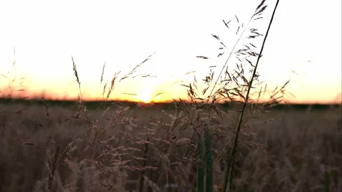 Wheat field at sunset Stock Footage 247390696