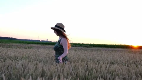 Wheat field at sunset Stock Footage 247390760