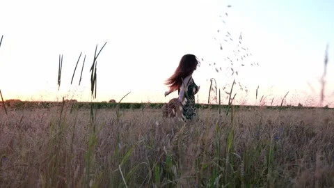 Wheat field at sunset Stock Footage 247390775