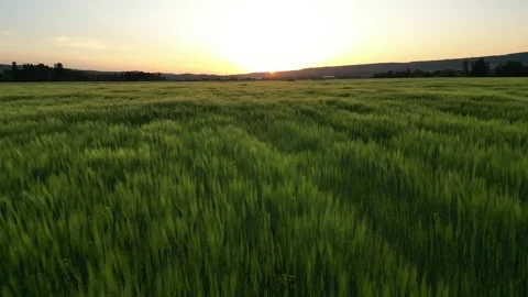 Wheat field at sunset Stock Footage 255715287