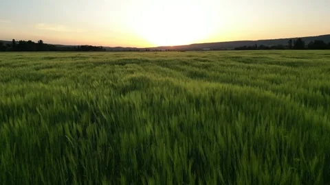 Wheat field at sunset Stock Footage 255715295