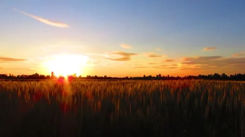 Wheat field at sunset Stock Footage 300108106