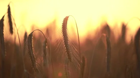 Wheat field in sunset. Harvest and harvesting concept. Stock Footage