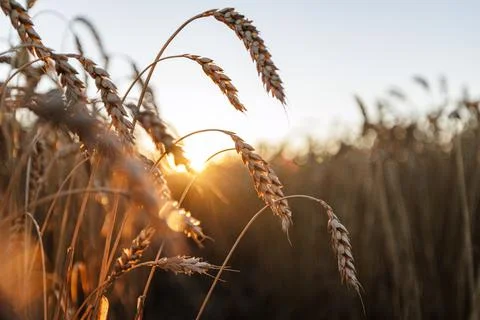 Wheat Field at Sunset: High Yield Harvest Concept Stock Photos