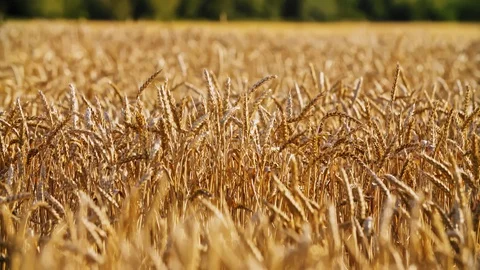Wheat field Sunset Landscape background 4k Stock Footage 115276151