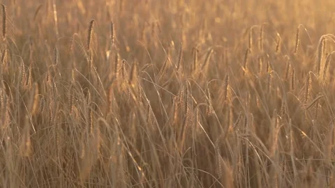 Wheat field in sunset light Stock Footage 157277433
