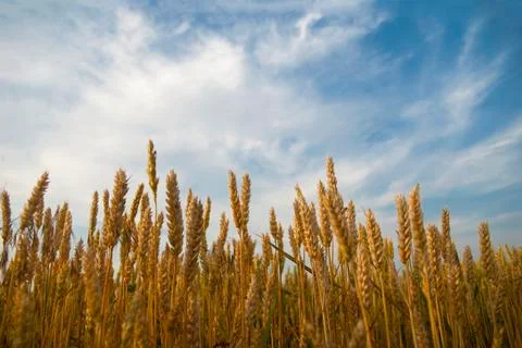 Wheat field at sunset light Stock Photos