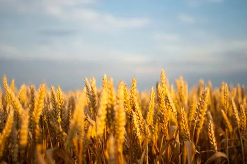 Wheat field at sunset light Stock Photos