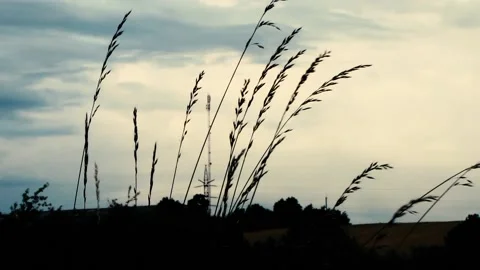 Wheat field at sunset MVI 9341 300 Stock Footage 167926435