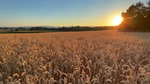 Wheat field at sunset pan Stock Footage 205533039