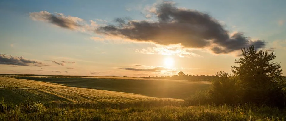 Wheat field at sunset panoramic view with sky cloud at evening lights Stock Photos