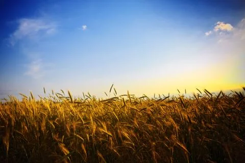 Wheat field at sunset Stock Photos