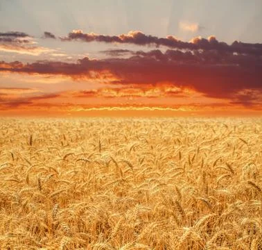 Wheat field at sunset Stock Photos