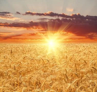 Wheat field at sunset Stock Photos