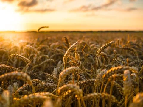 Wheat field at sunset Stock Photos